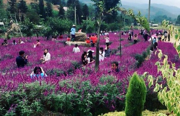 Bac Ha Flower Valley